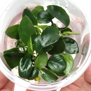 Anubias Nangi