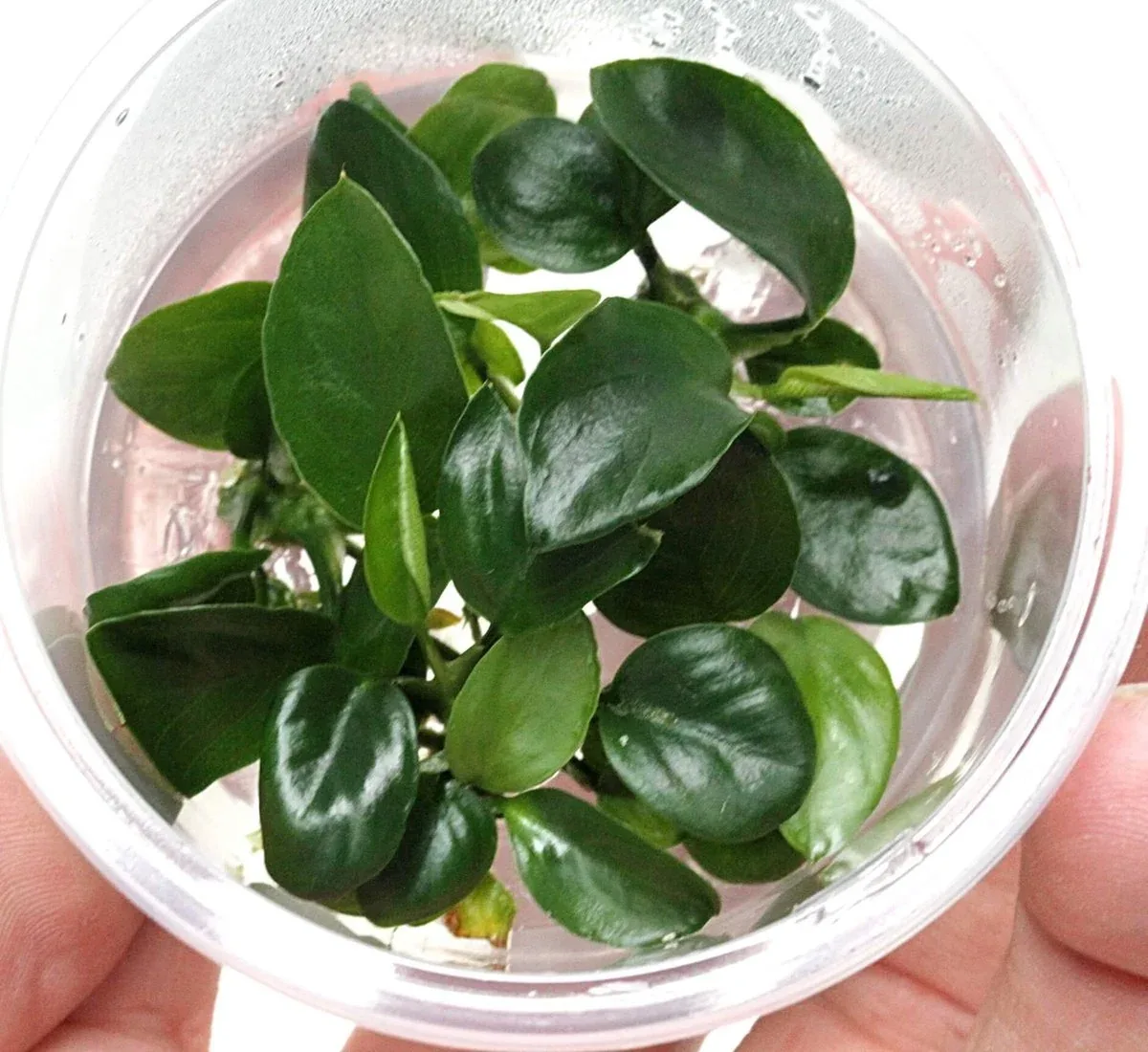 Anubias Nangi