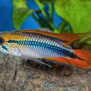 Apistogramma agassizii