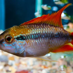 Apistogramma agassizii Double Red