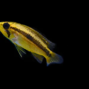 Apistogramma yellow