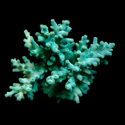 Aquacultured Assorted Green Acropora Coral (Acropora sp.) - ORA