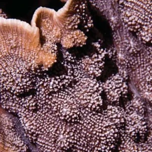 Aquacultured Blue Chalice Echinopora Coral (Echinopora sp.) - ORA