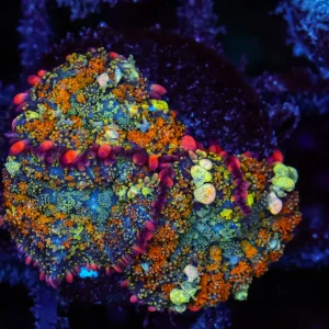 Aquacultured Bounce Mushroom Colony WYSIWYG - SAQ Coral Farm