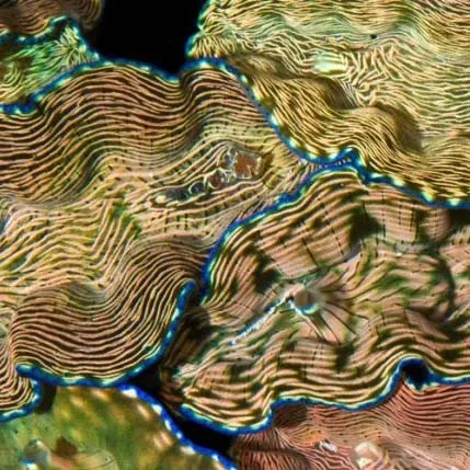 Aquacultured Derasa Clam - 2" (Tridacna Derasa) - ORA Chicago
