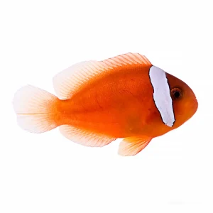 Aquacultured Fiji Clownfish (Amphiprion barberi) - ORA