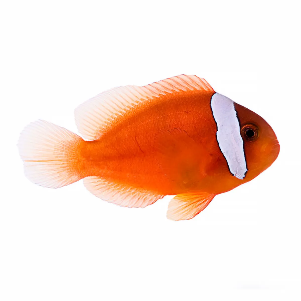 Aquacultured Fiji Clownfish (Amphiprion barberi) - ORA