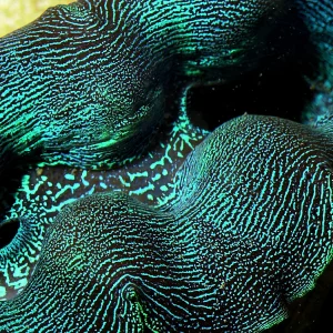 Aquacultured First Grade Crocea Clam 1.25 - 1.5" (Tridacna crocea) - ORA