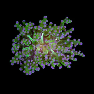 Aquacultured Frogspawn Coral (Euphyllia sp.) - ORA