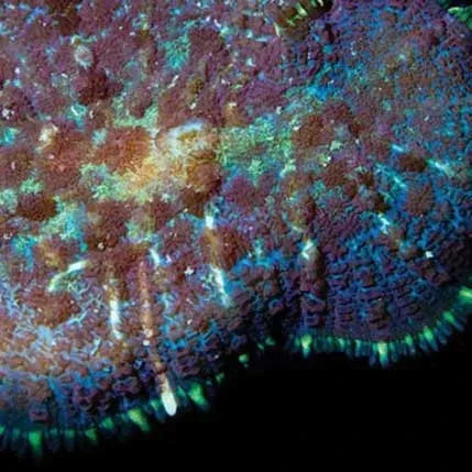 Aquacultured Marshall Island Purple Bullseye Mushroom Coral (Rhodactis sp.) - ORA