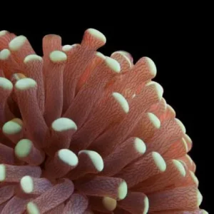 Aquacultured Marshall Island Torch Coral (Euphyllia sp.) - ORA