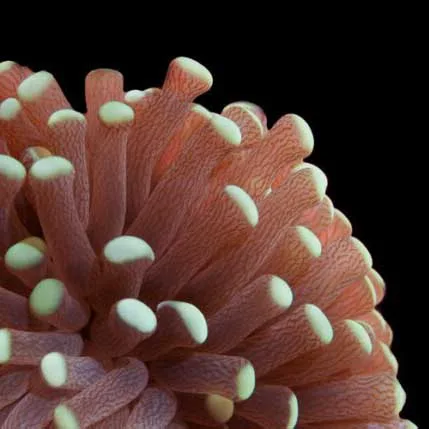 Aquacultured Marshall Island Torch Coral (Euphyllia sp.) - ORA
