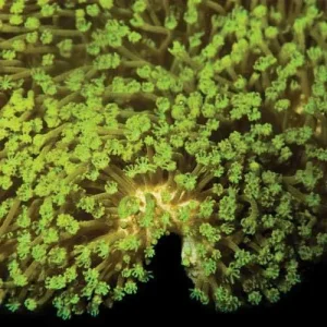 Aquacultured Neon Green Polyp Leather Coral (Sarcophyton sp.) - ORA Chicago