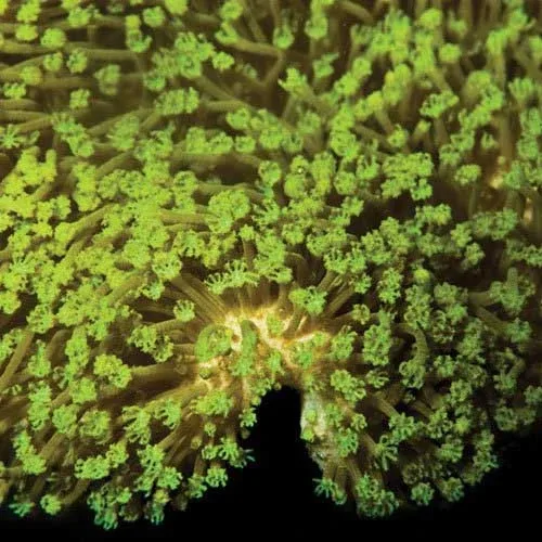 Aquacultured Neon Green Polyp Leather Coral (Sarcophyton sp.) - ORA Chicago