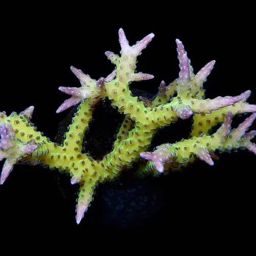 Aquacultured Ponape Birdsnest Coral (Seriatopora sp.) - ORA