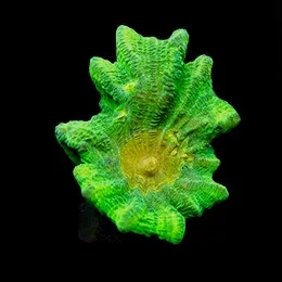 Aquacultured Space Invader Pectinia Coral (Pectinia sp.) - ORA