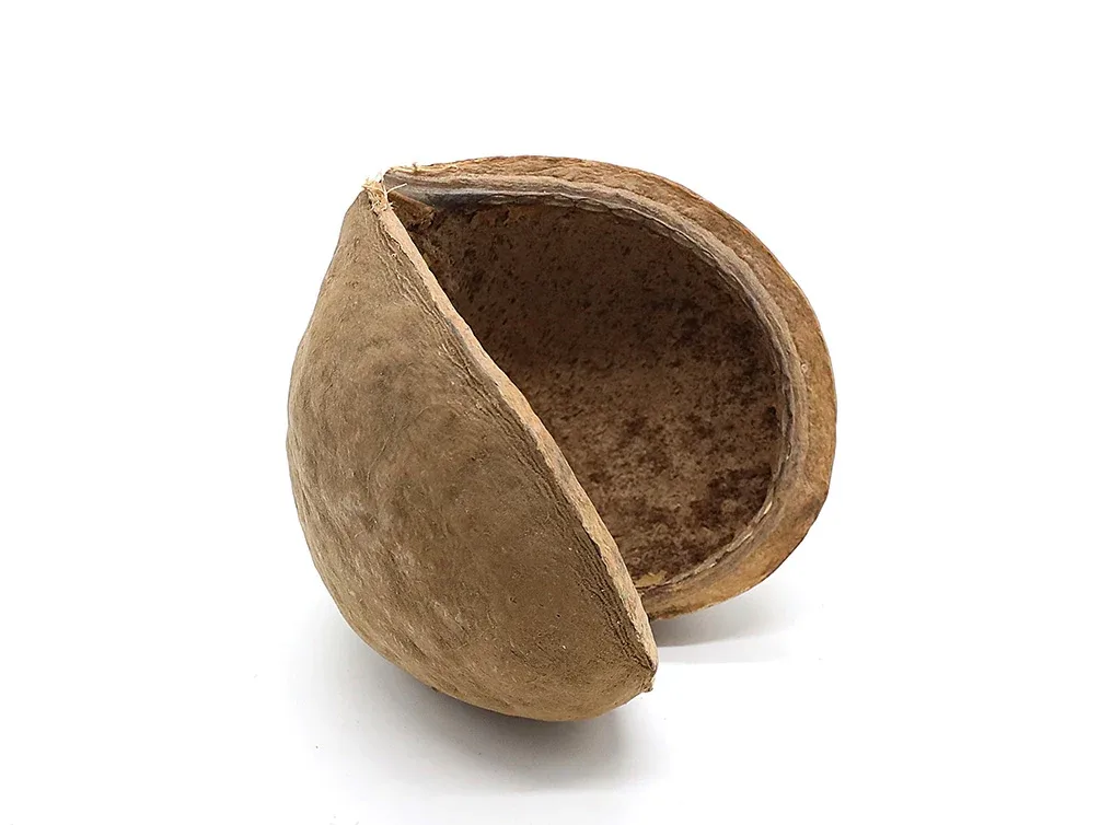 Aquatic Arts Buddha / Nut Pods — Dried Botanicals - Image 2