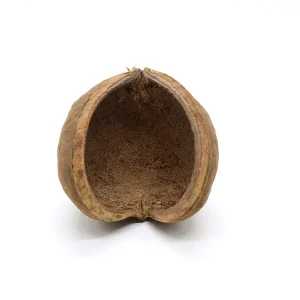 Aquatic Arts Buddha / Nut Pods — Dried Botanicals