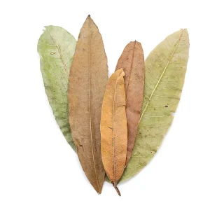 Aquatic Arts Mango Leaves (Mangifera indica) — Dried Botanicals