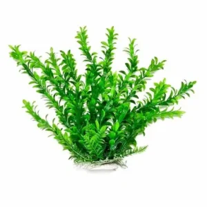 Aquatop Hygrophila Plant 9"
