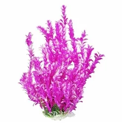 Aquatop Plant Bacopa