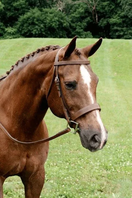 Arc de Triomphe Fox Hunt Bridle with Reins - Image 2