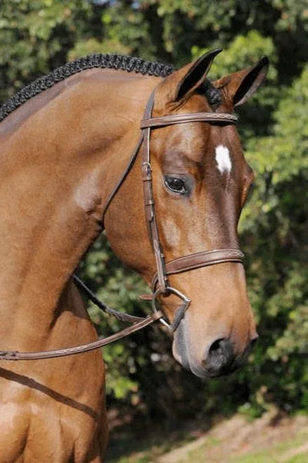 Arc de Triomphe Tribute Bridle with Reins - Image 2