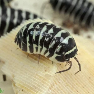 Armadillidium maculatum "Zebra" Isopods FREE SHIPPING