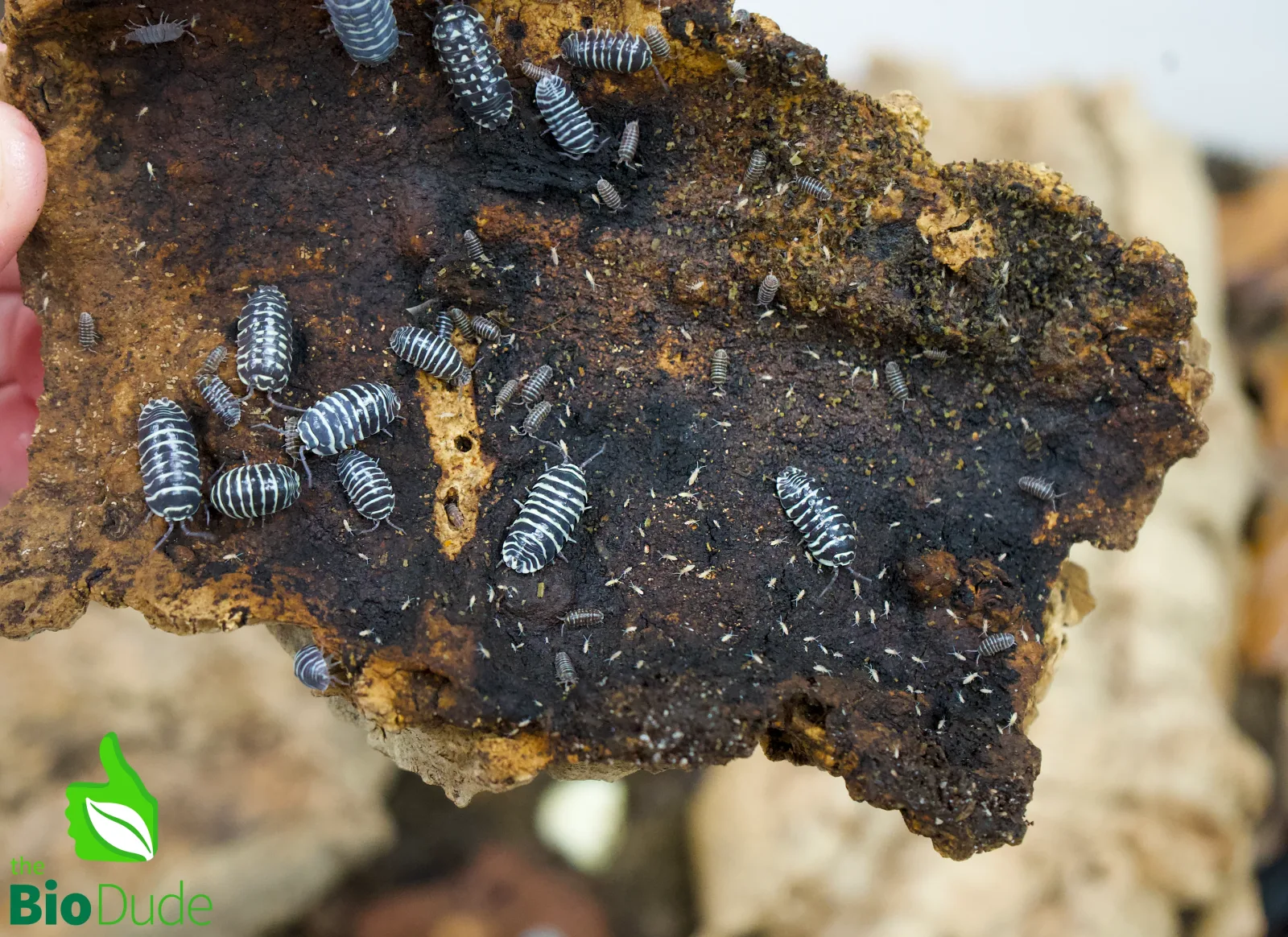 Armadillidium maculatum "Zebra" Isopods FREE SHIPPING - Image 2