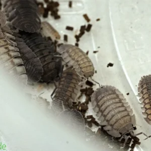 Armadillidium peraccae Isopods FREE SHIPPING