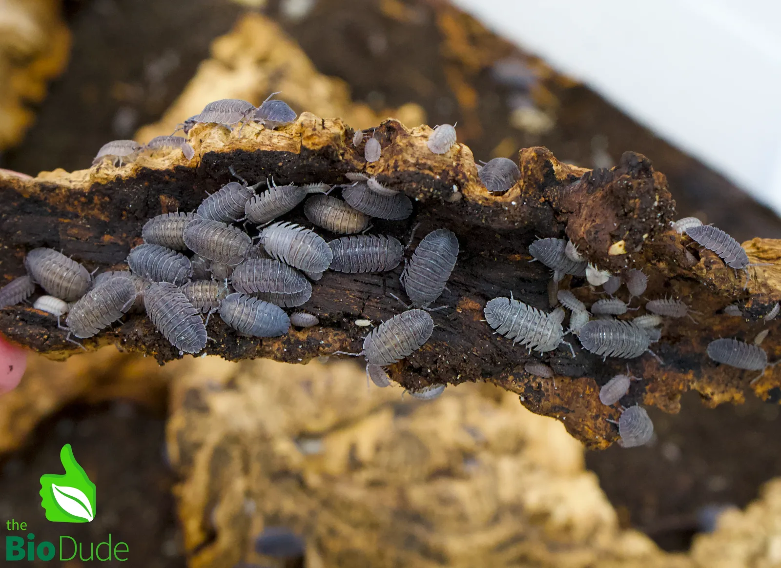 Armadillidium peraccae Isopods FREE SHIPPING - Image 2