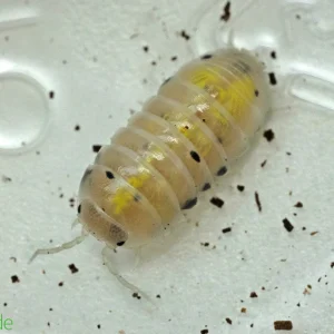 Armadillidium vulgare "Japanese Magic Potion" Isopods FREE SHIPPING