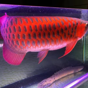 Arowana Fish for Sale Online