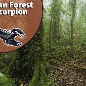 Asian Forest Scorpion (Heterometrus species) Bioactive Vivarium Kit