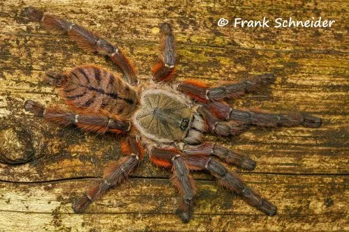 Aspinochilus rufus - Peach Earth Tiger Tarantula for Sale | TDE - Image 2
