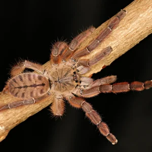 Aspinochilus rufus - Peach Earth Tiger Tarantula for Sale | TDE