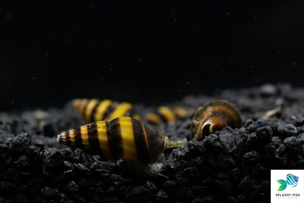 Assassin Snail (Anentome helena) - Image 2