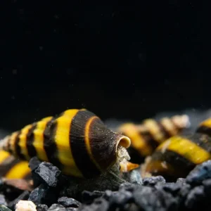 Assassin Snail (Anentome helena)
