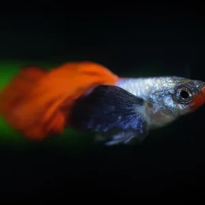 Assorted Dumbo Ear Guppy Fish