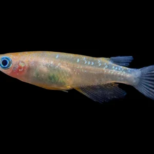 Assorted Medaka Ricefish aka Japanese Ricefish/Killifish (Oryzias latipes) - Tank-Bred!