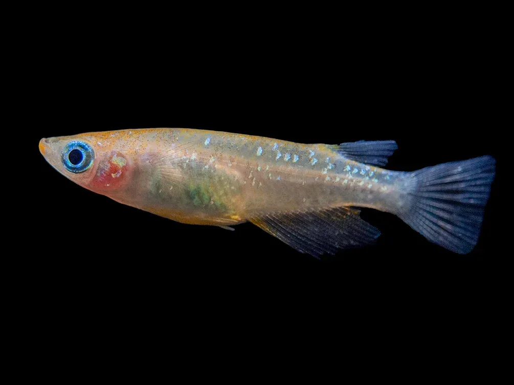 Assorted Medaka Ricefish aka Japanese Ricefish/Killifish (Oryzias latipes) - Tank-Bred!