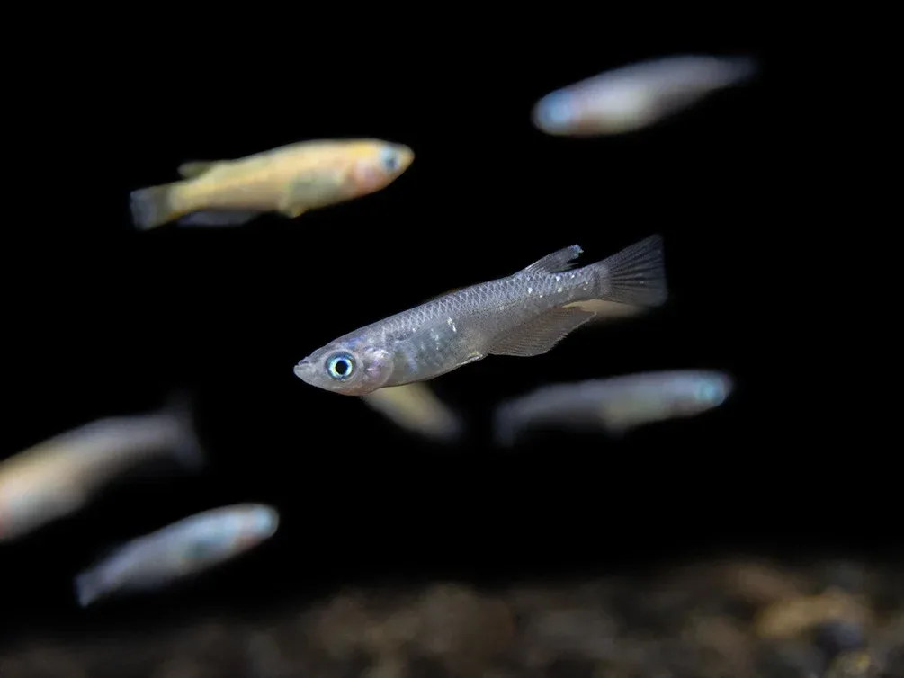 Assorted Medaka Ricefish aka Japanese Ricefish/Killifish (Oryzias latipes) - Tank-Bred! - Image 2