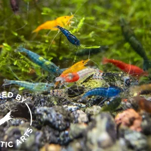Assorted Neocaridina Shrimp (Neocaridina davidi/zhangjiajiensis), BREDBY: Aquatic Arts
