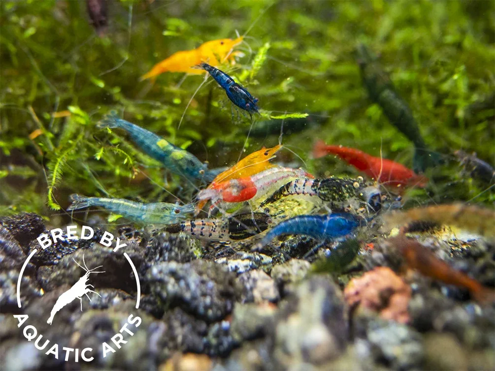 Assorted Neocaridina Shrimp (Neocaridina davidi/zhangjiajiensis), BREDBY: Aquatic Arts