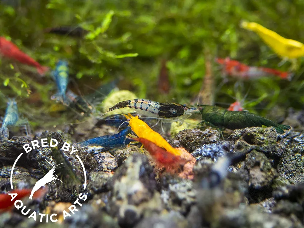 Assorted Neocaridina Shrimp (Neocaridina davidi/zhangjiajiensis), BREDBY: Aquatic Arts - Image 2