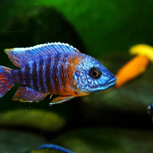 Assorted Peacock Fish
