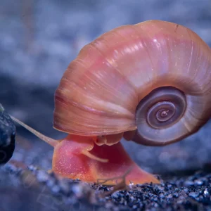 Assorted Ramshorn Snails (Planorbarius corneus)