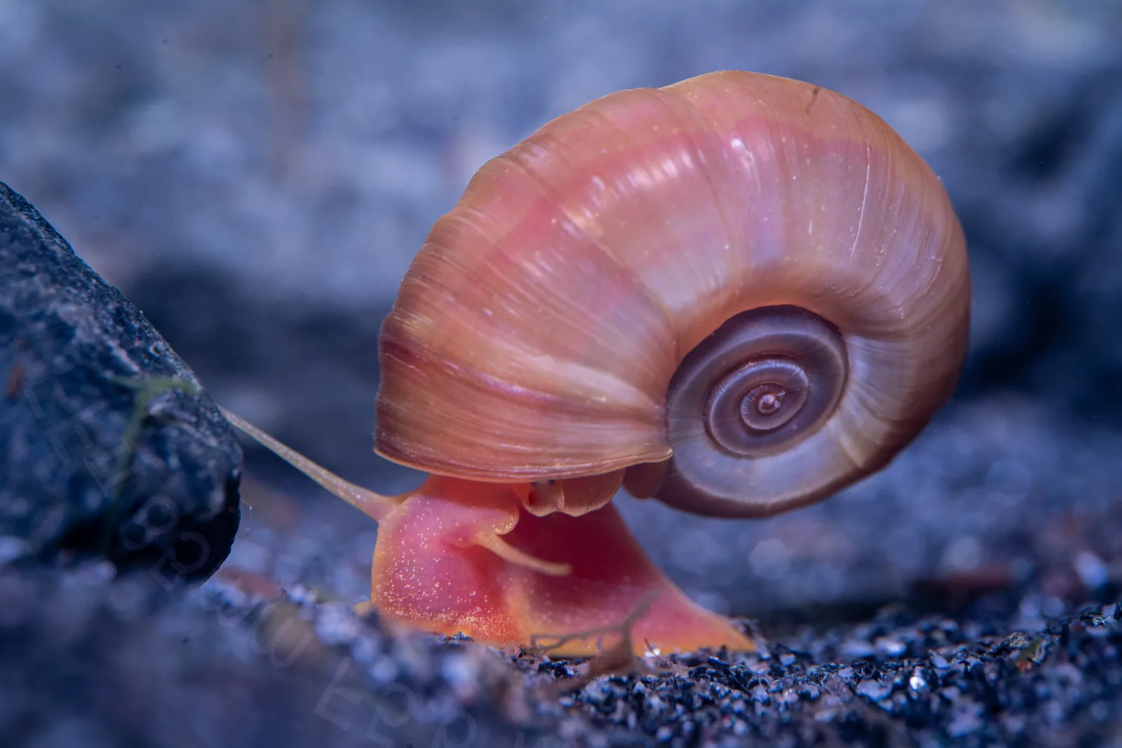 Assorted Ramshorn Snails (Planorbarius corneus)