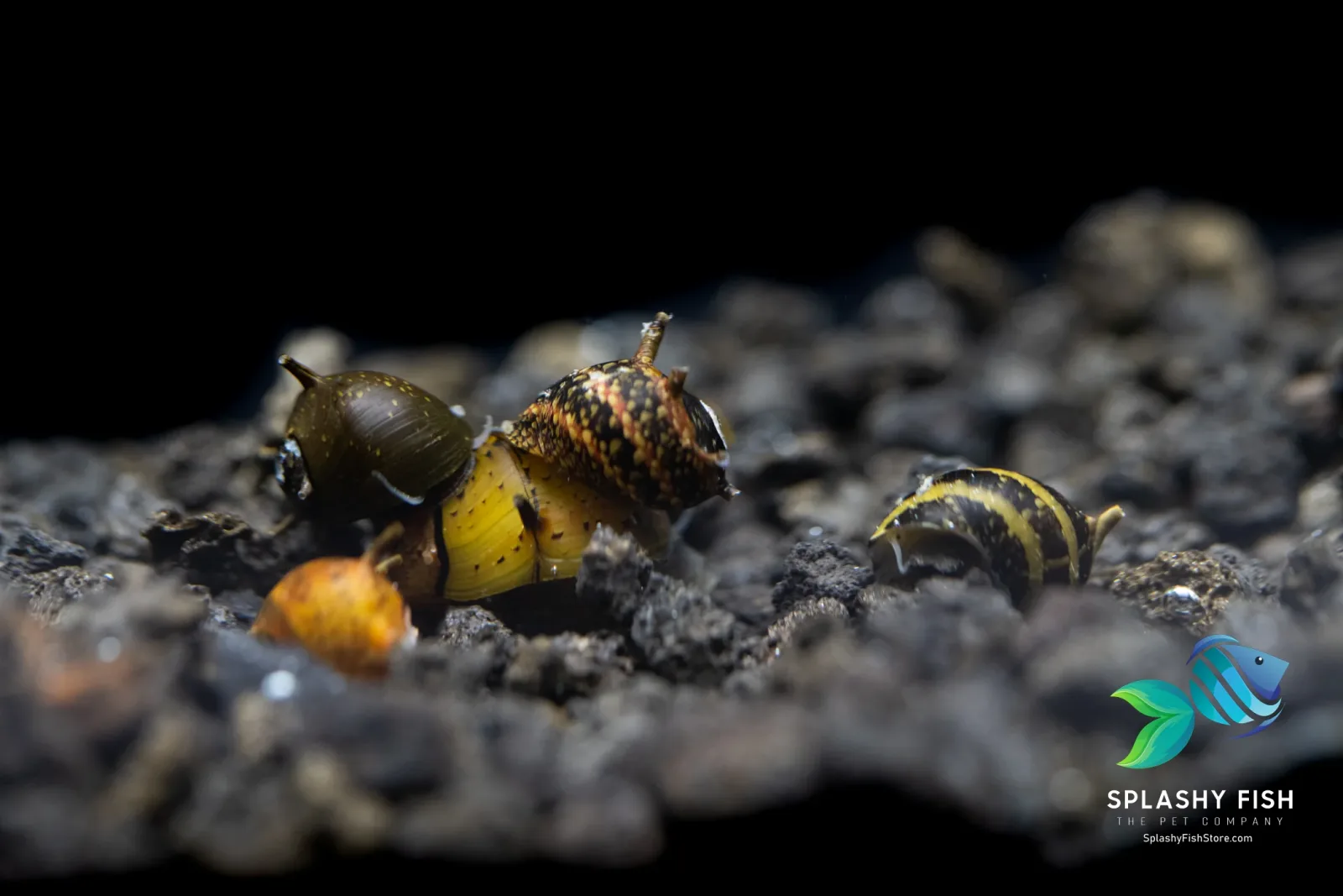 Assorted Thorn/Horn Nerite Snails (Clithon sp.) - Image 2