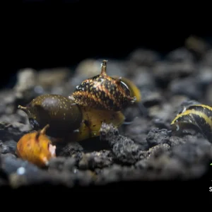 Assorted Thorn/Horn Nerite Snails (Clithon sp.)